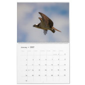 Calendrier Ospreys In Action 2023 (Jan 2027)