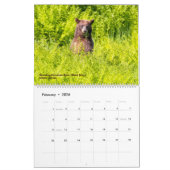 Calendrier OURS - Belinda Greb Photographie (Feb 2026)