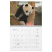 Calendrier PandaM016, ours panda géant (Jan 2026)