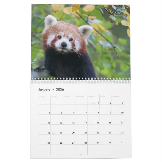 Calendrier Pandas rouges adorables 2026 (Jan 2026)