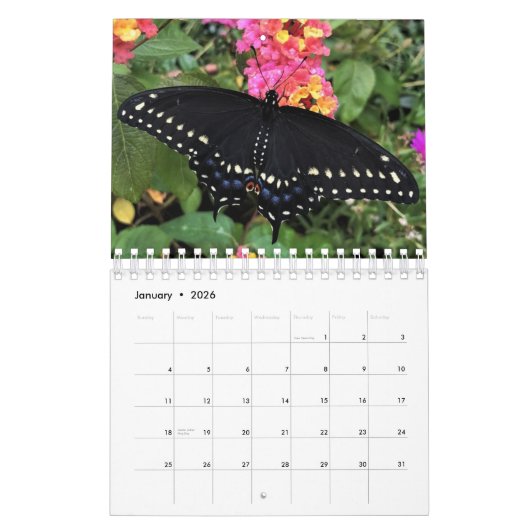 Calendrier - Papillons à queue noire de l'Est (Jan 2026)