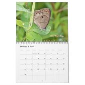 Calendrier - Papillons et papillons (Feb 2027)