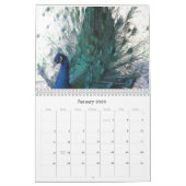 Calendrier Peacock 2024 (Jan 2026)