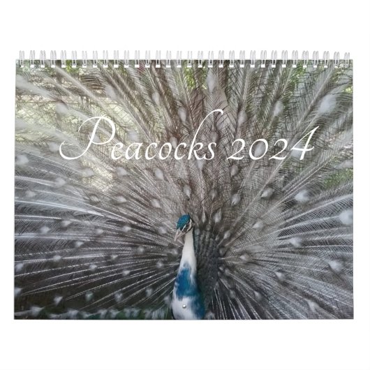 Calendrier Peacock 2024 (Protection)