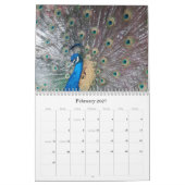 Calendrier Peacock Calendar (Feb 2027)