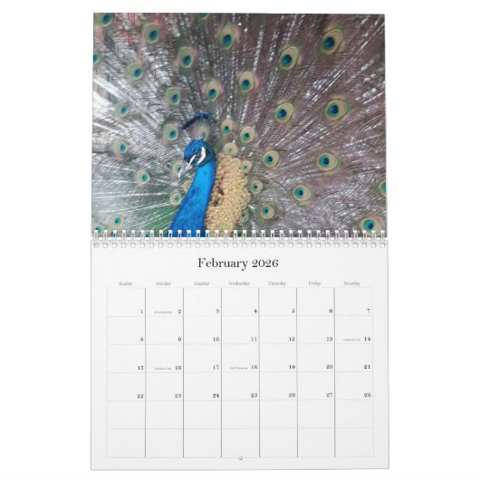 Calendrier Peacock Calendar (Feb 2026)