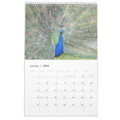 Calendrier Peacock coloré 2025 (Jan 2026)