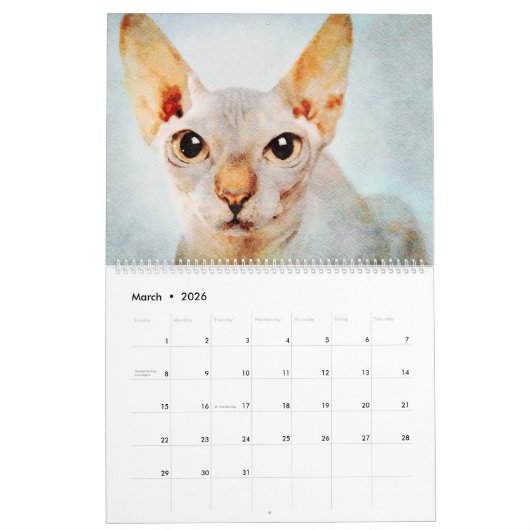 Calendrier Peintures aquarelles 12 mois sans cheveux Sphynx C (Mar 2026)