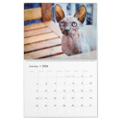 Calendrier Peintures aquarelles 12 mois sans cheveux Sphynx C (Jan 2026)