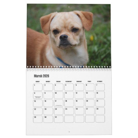 Calendrier Pekingese (Mar 2026)