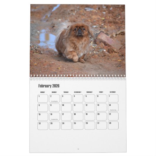 Calendrier Pekingese (Feb 2026)
