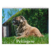 Calendrier Pekingese (Protection)
