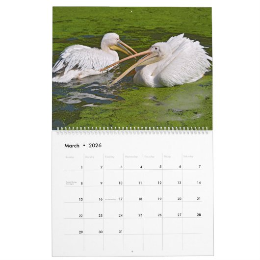 Calendrier pélicans 2023 (Mar 2026)