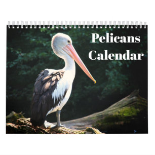 Calendrier Pelicans Bird 2022