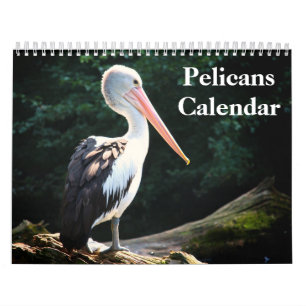 Calendrier Pélicans Oiseau 2027