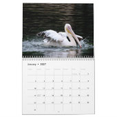 Calendrier Pélicans Oiseau 2027 (Jan 2027)