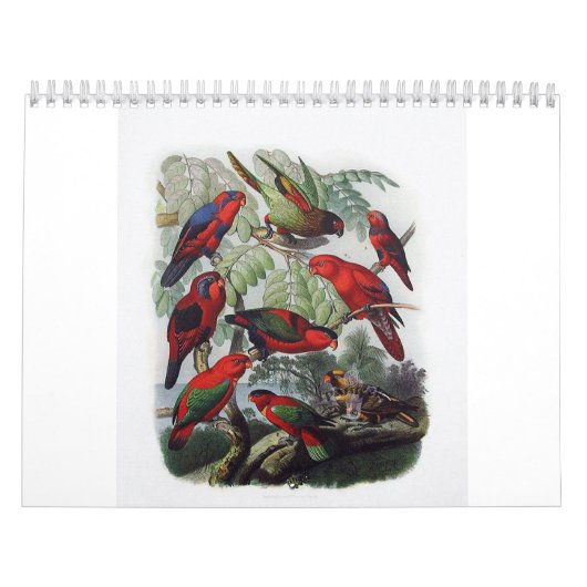 Calendrier perroquet, collection d'oiseau (Protection)