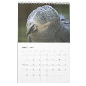 Calendrier Perroquets Gris d'Afrique (Mar 2027)