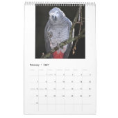 Calendrier Perroquets Gris d'Afrique (Feb 2027)