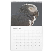 Calendrier Perroquets Gris d'Afrique (Jan 2027)