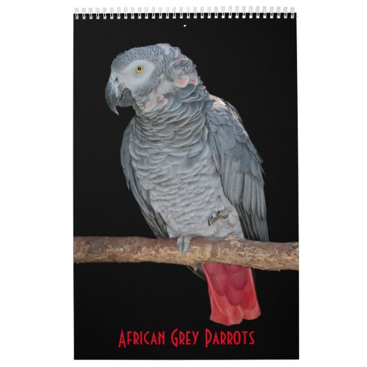 Calendrier Perroquets Gris d'Afrique (Protection)
