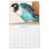 Calendrier Perruches de Penny-Pico (Mar 2027)