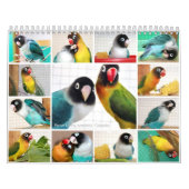 Calendrier Perruches de Penny-Pico (Protection)