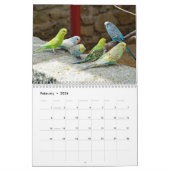 Calendrier Petits boucs - instantanés des petits oiseaux (Feb 2026)