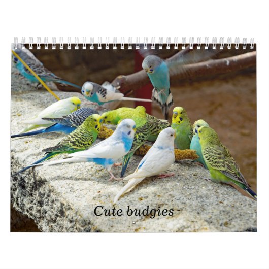Calendrier Petits boucs - instantanés des petits oiseaux (Protection)