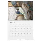 Calendrier Petits boucs - instantanés des petits oiseaux (Mar 2027)