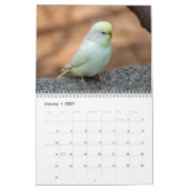 Calendrier Petits boucs - instantanés des petits oiseaux (Jan 2027)