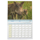 Calendrier Phacochère Calendar Warthog (Feb 2027)