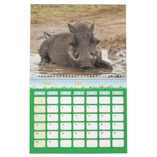 Calendrier Phacochère Calendar Warthog (Mar 2026)