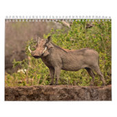 Calendrier Phacochère Calendar Warthog (Protection)