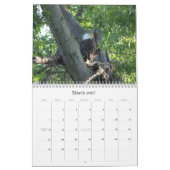 Calendrier Photo d'aigle sauvage à tête blanche (Mar 2027)