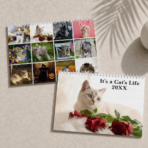 Calendrier Photo de chat mignon C'est la vie de chat 2027
