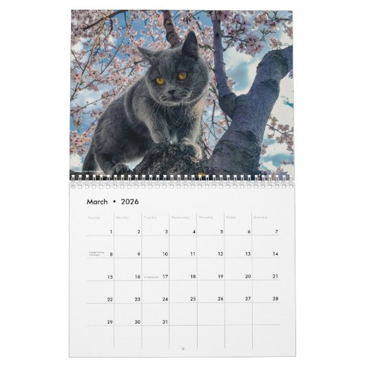 Calendrier Photo de chat mignon C'est la vie d'un chat 2026 (Mar 2026)