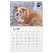 Calendrier photo de chien Ginger Queensland Heeler (Jan 2027)