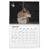 Calendrier photo de chien Ginger Queensland Heeler (Feb 2027)