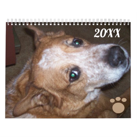 Calendrier photo de chien Ginger Queensland Heeler (Protection)