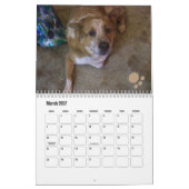 Calendrier photo de chien Ginger Queensland Heeler (Mar 2027)
