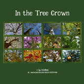 Calendrier Photo Tree Crowns -