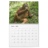 Calendrier Photographie d'animaux d'Orangoutan (Mar 2027)