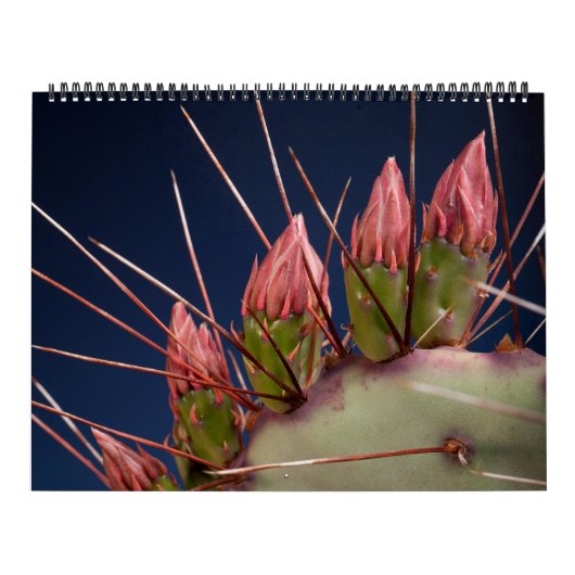 Calendrier Photographie de Beaux-Arts de Cactus et Succulents (Protection)