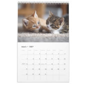 Calendrier Photographie de chat confortable | Mur de chat de  (Mar 2027)