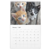 Calendrier Photographie de chat confortable | Mur de chat de  (Feb 2027)