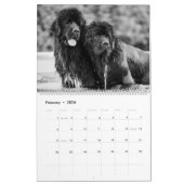 Calendrier Photographie de terre-neuve noir et blanc (Feb 2026)