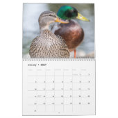 Calendrier Photographie des Canards de 2021 (Jan 2027)