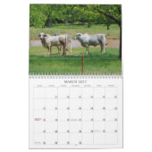 Calendrier photographique des vaches texanes (Mar 2027)
