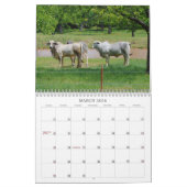 Calendrier photographique des vaches texanes (Mar 2026)
